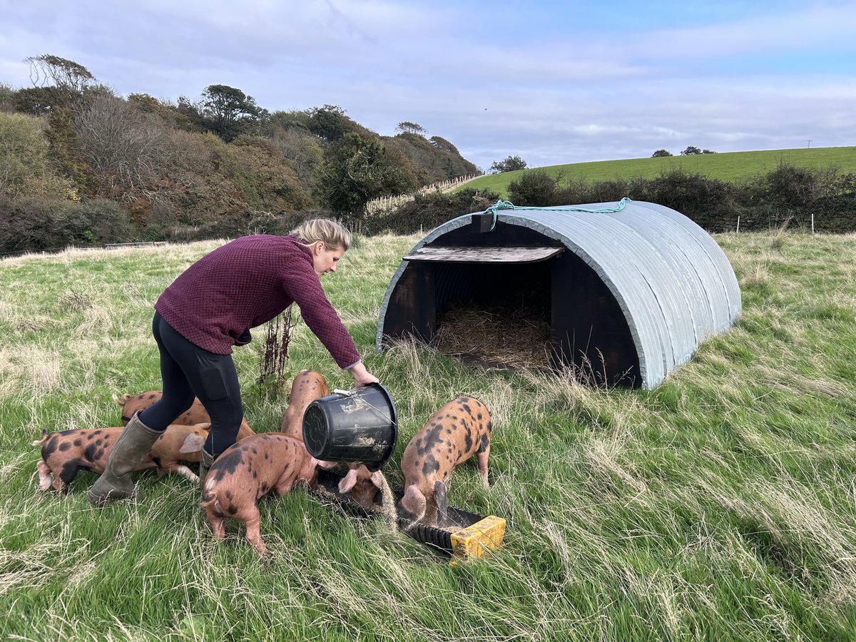 Big day today, first ever time selling in market… first animals to leave the Churchtown Farm. Nice to have something positive after 18 months since taking the farm on!