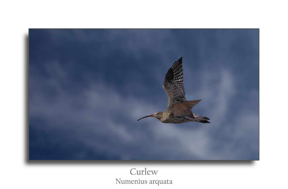 Nick_Udy's tweet photo. Another Pic from the #LORP (lower otter restoration project), and I have to say that they have done a Fantastic job there, they really have Transformed it into a Glorious Sanctuary for all manner of Nature/Wildlife - This is the Curlew - Numenius arquata - 28/09/2025. https://t.co/5Hs7ZmqubR