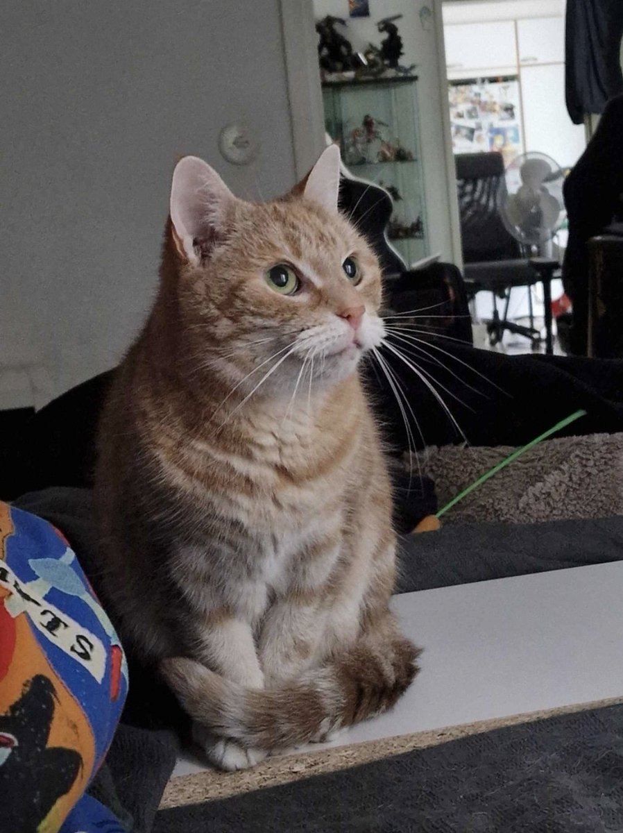 Patrick Bear tweet media