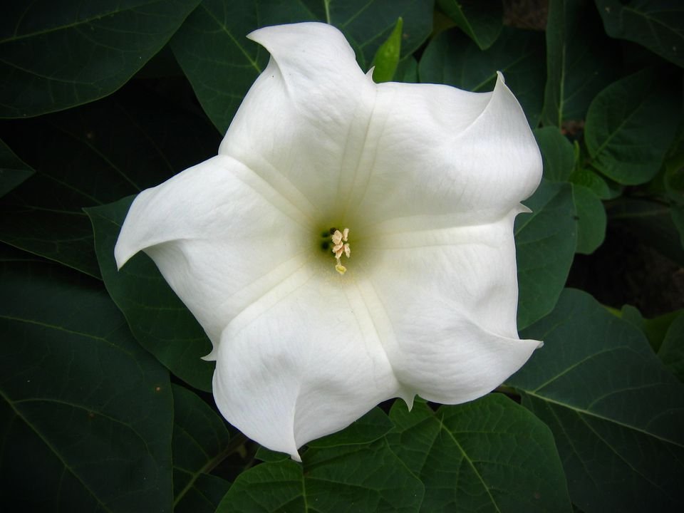 StarlightDatura's tweet image. VTuber vs. Fav Flower
At my bus stop, there was a vine of moonflowers that grew on the stop sign and I'd get to see them in bloom at night and close in the morning. They're what inspired my tattoo and to look into the datura family of plants since moonflowers are false daturas.
