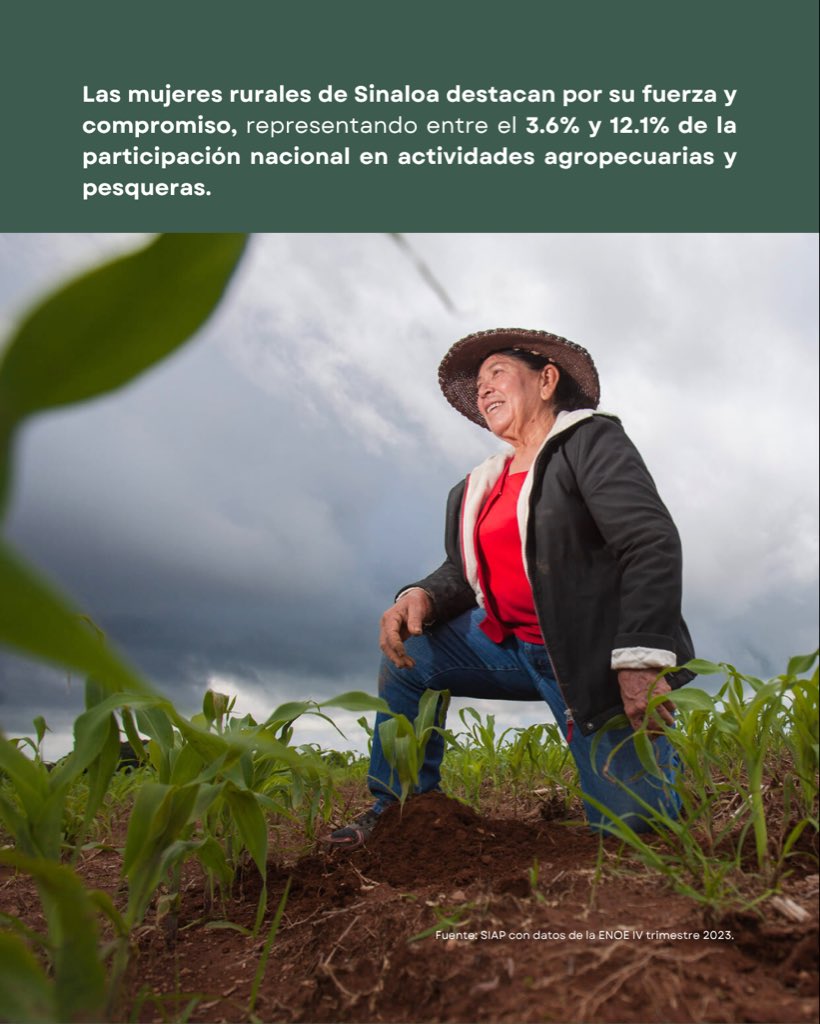 🌾 Mujeres que siembran, producen y transforman el campo.

💚 Hoy celebramos su esfuerzo y dedicación.

#DíaDeLasMujeresRurales #CampoSinaloense #Agricultura #Ganadería
