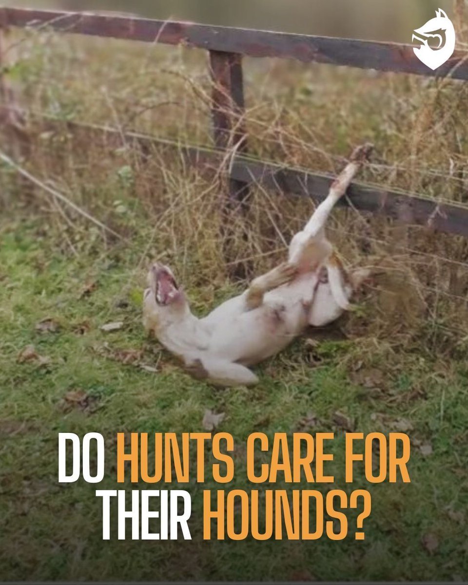 ProtectTheWild_'s tweet image. I think we know the answer to that one! Every year hunting hounds are mistreated, neglected and many are then shot dead when they're deemed surplus to requirements.