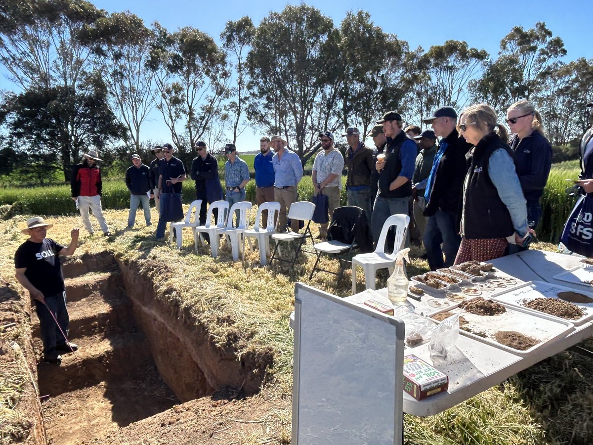 Any time in a soil pit is always a good time. Check out the profile below at the <a href="/SouthernFS/">Southern Farming Systems</a> Streatham trial site. loam top soil, gravel 20-50cm, then a heavy clay layer which water logs in wet years. Roots to 1.2m GSR decile 2 <a href="/SoilScienceAust/">Soil Science Australia</a> <a href="/CeRDI_FedUni/">CeRDI</a> <a href="/SoilCRC/">Soil CRC</a> #soil