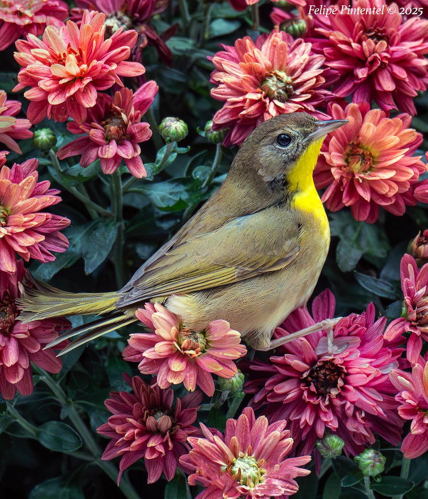 Fpimentel1954's tweet image. Common Yellowthroat (Geothlypis trichas). Seen in Verizon Square, Manhattan, NYC. #BirdsSeenIn2025 #birdcpp #nikonphotography #wildlifephotography #birdphotography #birdwatching #warblers