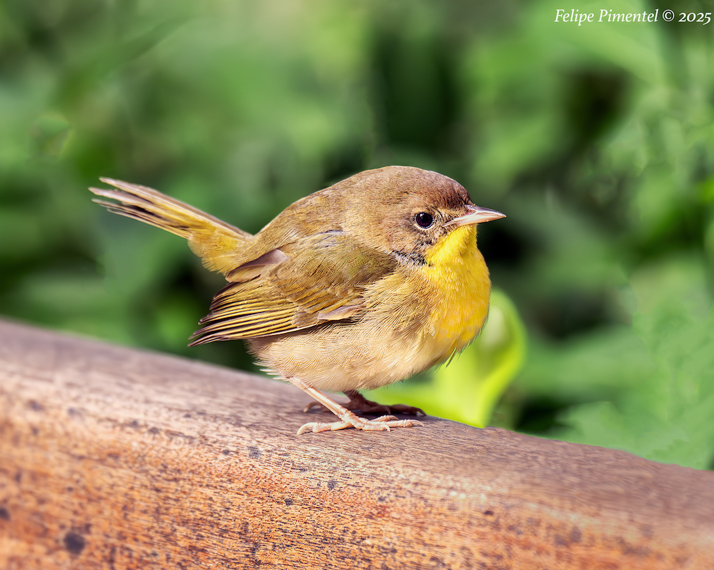 Fpimentel1954's tweet image. Common Yellowthroat (Geothlypis trichas). Seen in Verizon Square, Manhattan, NYC. #BirdsSeenIn2025 #birdcpp #nikonphotography #wildlifephotography #birdphotography #birdwatching #warblers