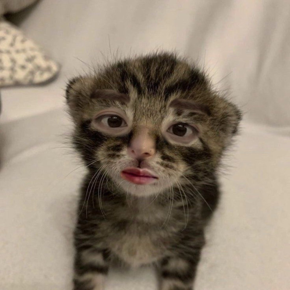 babyleeknow_'s tweet photo. i edited lee knows features onto a kitten do u like it https://t.co/XsdqQCZyBu
