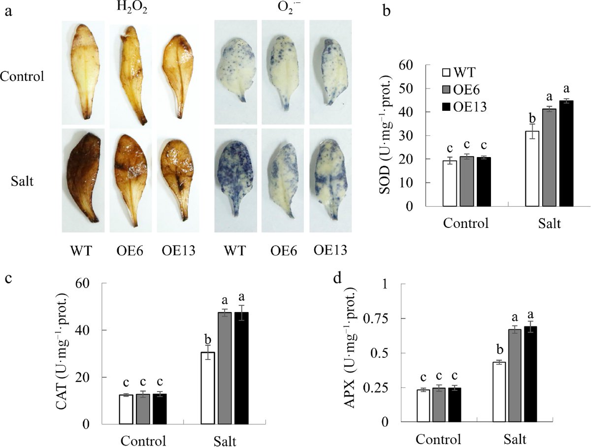 #GrassResearch #MsGSTU17 #SaltTolerance #Antioxidant 
Alfalfa MsGSTU17 boosts Arabidopsis salt tolerance via higher antioxidant enzyme activity, GSH levels, and upregulated SOS/RD29A genes.🧬
<a href="/MaximumAcademic/">Maximum Academic</a> <a href="/AbioticStress/">Abiotic stress in plants (Green Survivors)</a>
Details: maxapress.com/article/doi/10…