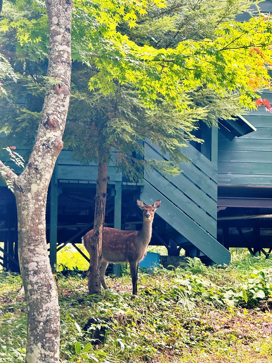 おはよう🦌 ww #脱都会