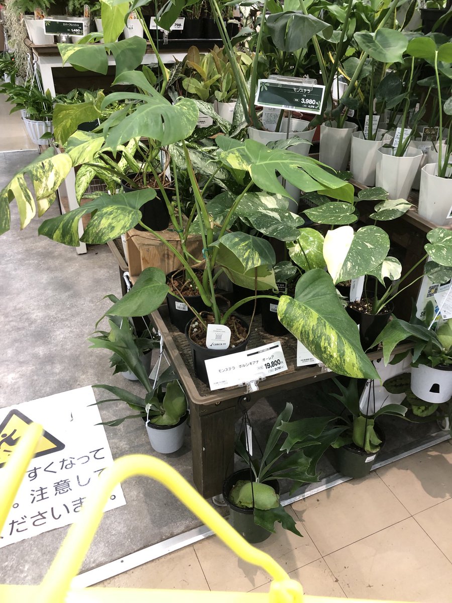 CvUwl's tweet photo. おはようございます☀️
コーナン来たら
モンステラオーロラ売ってた🔥 https://t.co/VpRWMe0Mjq