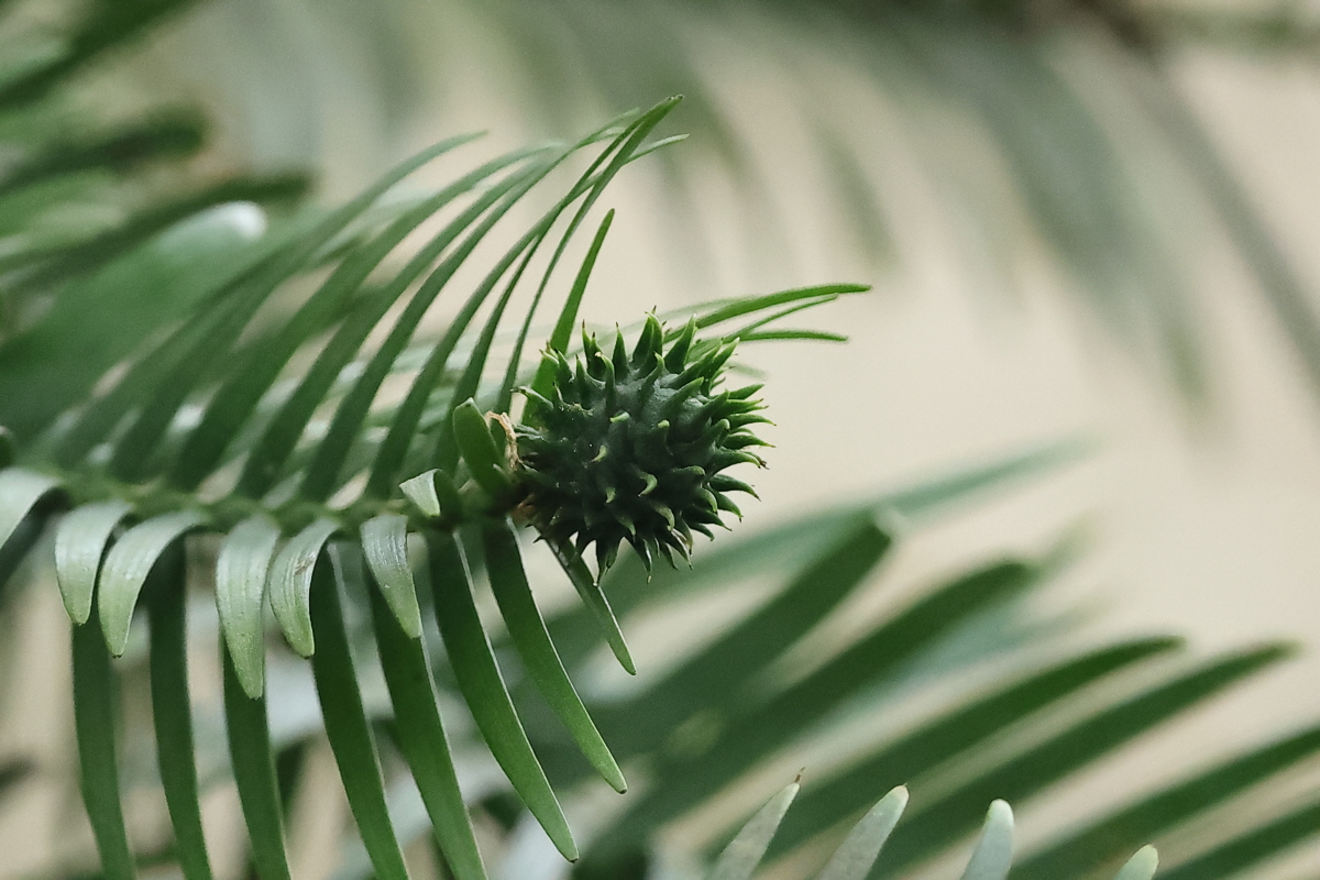 #천리포수목원_울레미소나무

최근 천리포수목원 희귀·멸종위기식물 전시원에서 자라고 있는 울레미소나미가 결실을 맺었습니다. 쥐라기 시대 지구에 서식했던 ‘살아있는 화석’ 울레미소나무가 열매를 맺은 것은 국내 첫 사례입니다!🍈🎉