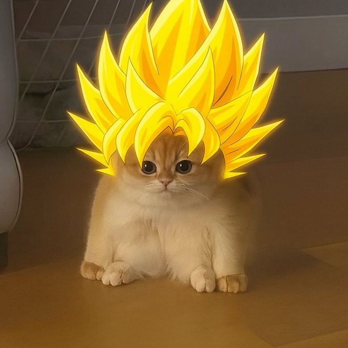 Frog Cat Meme 4