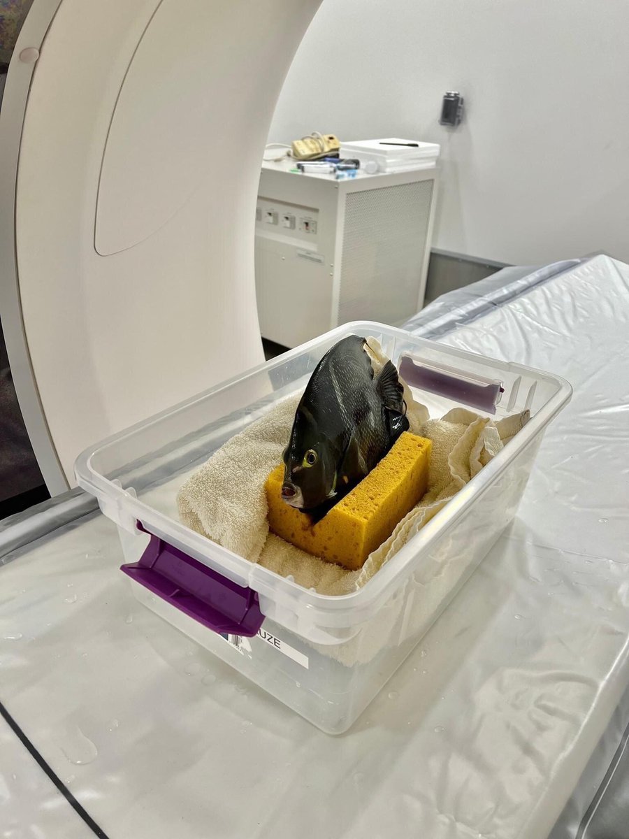 AMAZlNGNATURE's tweet photo. Just found out they give live fish CT scans by placing them on a wet sponge and I can’t stop thinking about it https://t.co/WoQuMOmwqE