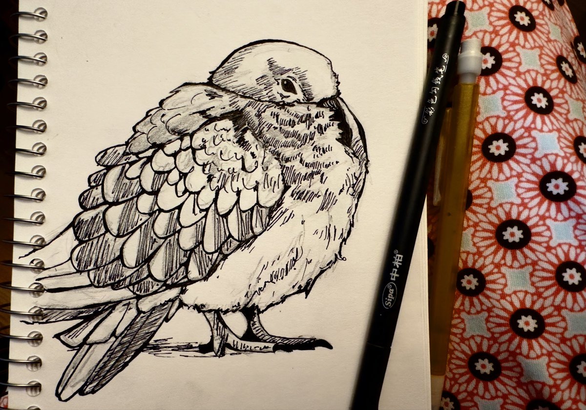 I saw this bird today