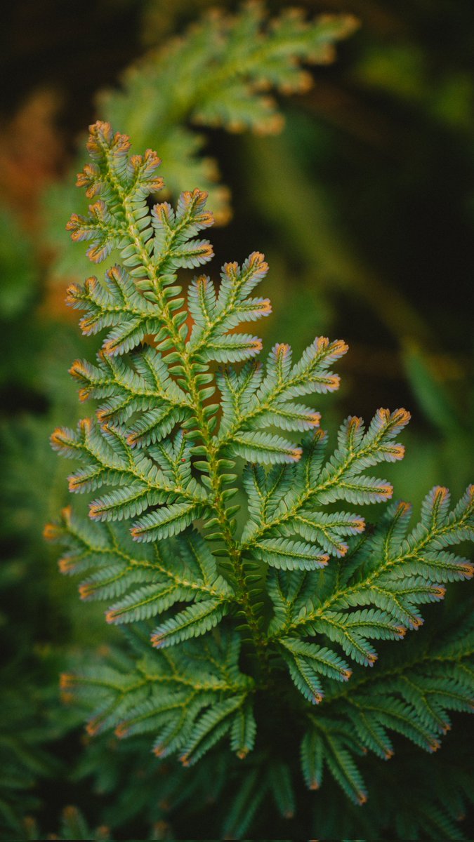 jimsyusri's tweet photo. The power of Macro
- Zve10
-Sigma 18-50mm f2.8 https://t.co/yRmJfygHbS