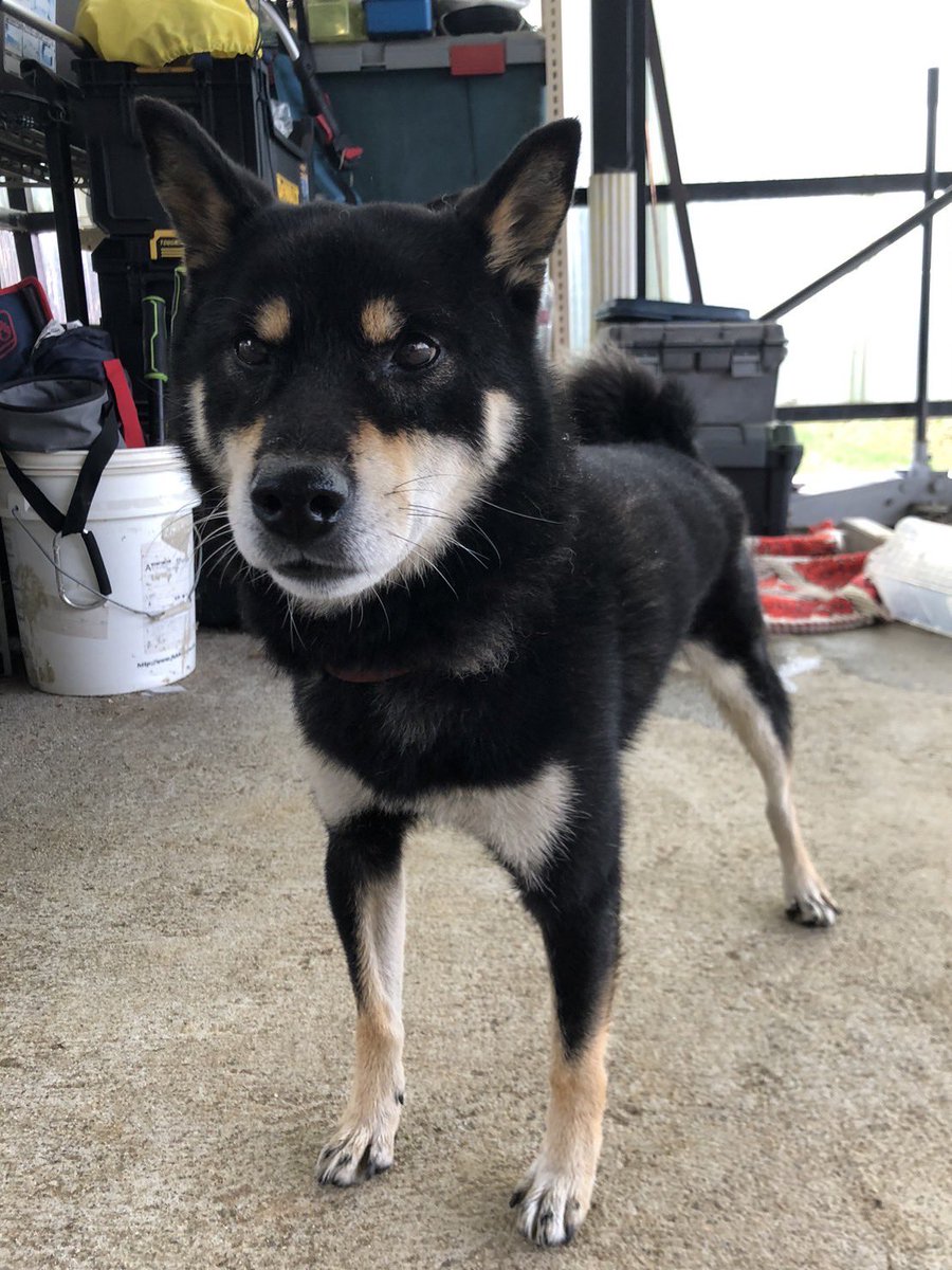 takuro72388806's tweet image. 拡散希望です!
福島県郡山市片平町で黒柴🐶(画像の子)を祖母の家で保護しています!
田舎なので、情報少ないですが、お心当たりある方はご連絡お願い致します!
保健所、警察には連絡済みです🙇
#迷い犬 #迷子 #柴犬 #黒柴 #福島 #郡山市 #保護