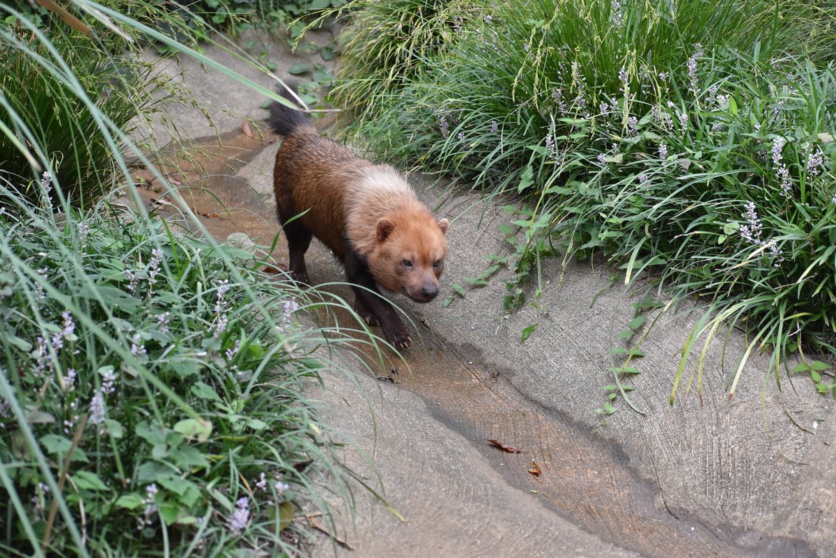 10月21日にヤブイヌ　オスのフクマル（4歳）が神奈川県のよこはま動物園ズーラシアに引越します。
希少動物であるヤブイヌの国内繁殖をめざすためです。
フクマルは2021年8月10日に神戸どうぶつ王国で生まれ、2022年11月28日に当園にやってきました。