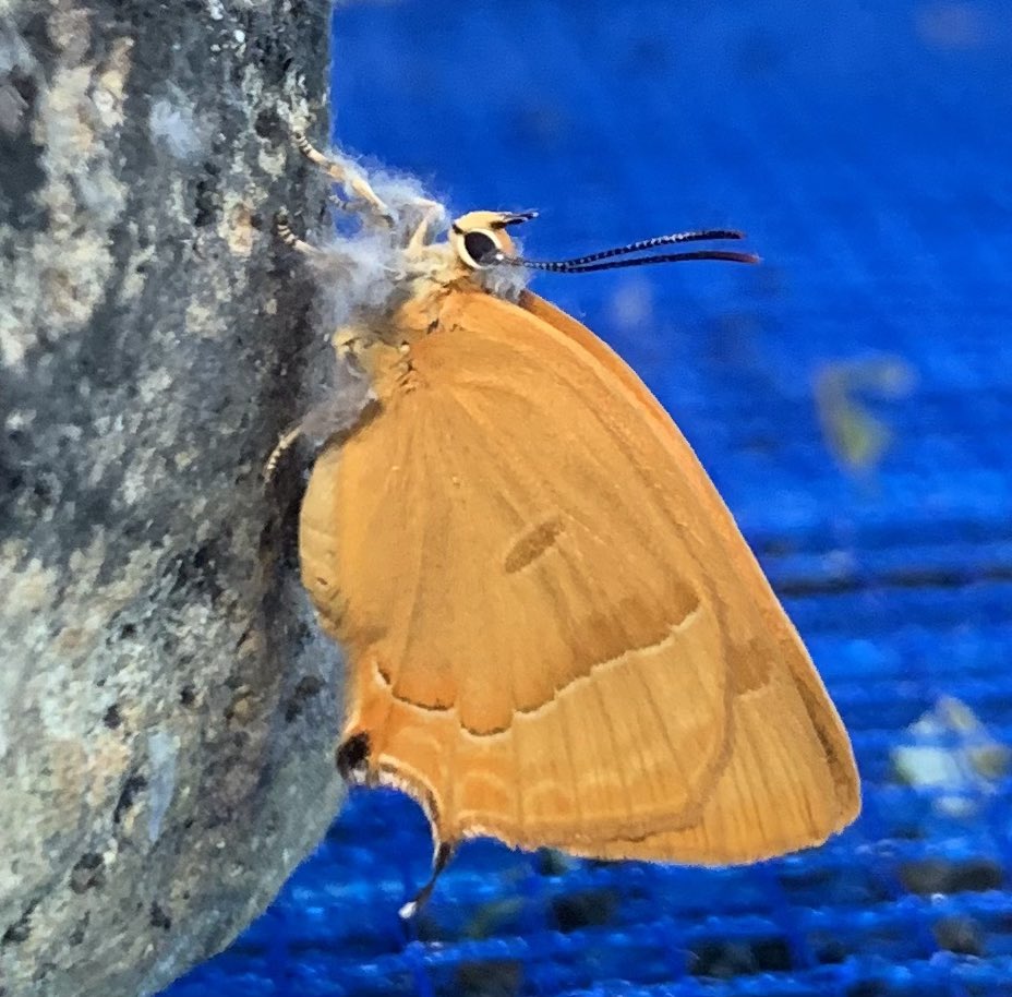 羽化したてのムモンアカシジミには脚に毛が生えている❤️