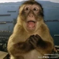 figgie (@ltrookery) on Twitter photo 