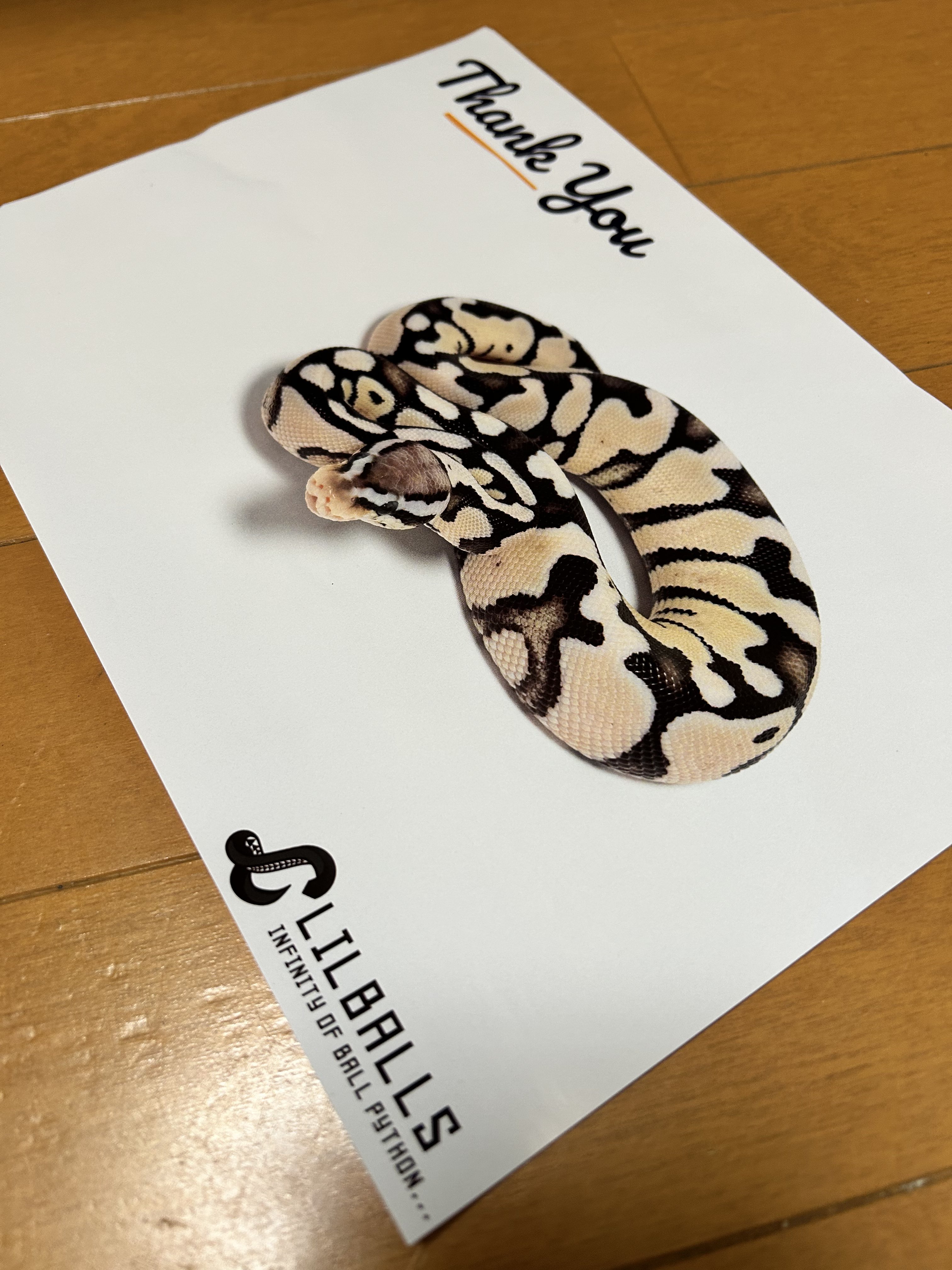 Lil Rats (@LilRats01) / X