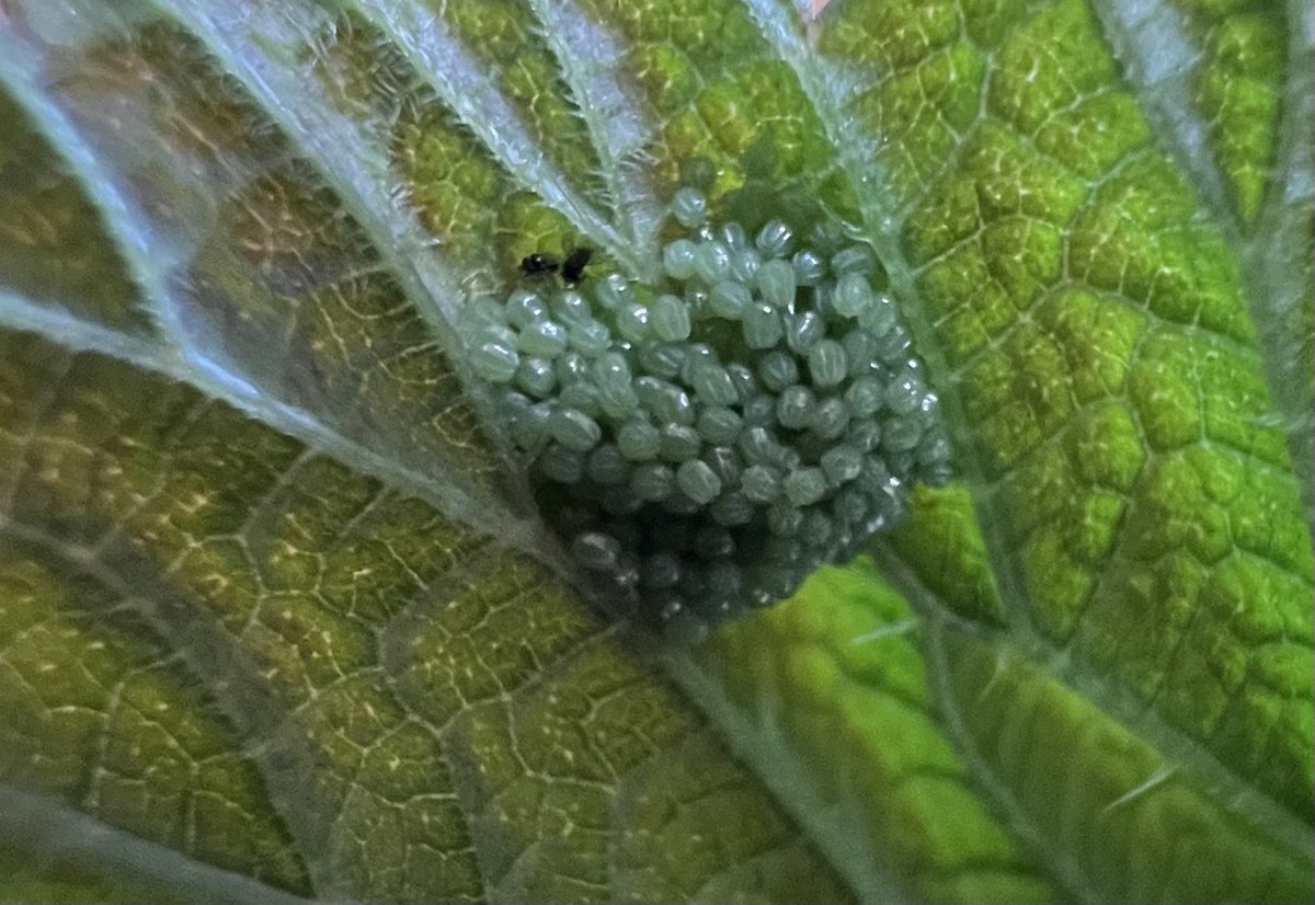 コヒオドシの卵❤️