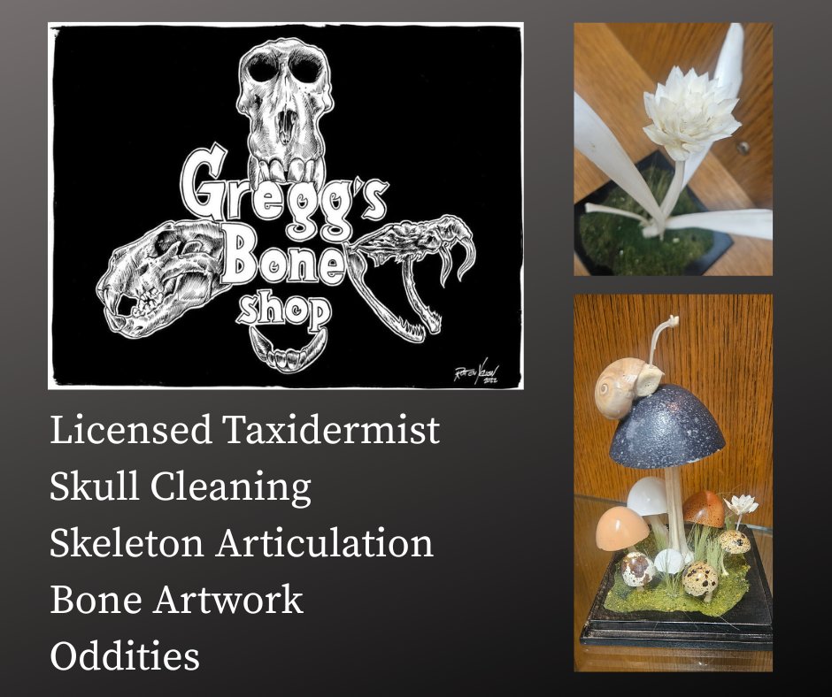 We are happy to have Gregg Bensink's art on display for a second time! Gregg does amazing skeleton articulations and creates unique bone art. Come in, check out his work, and don't forget to sign his guest book!