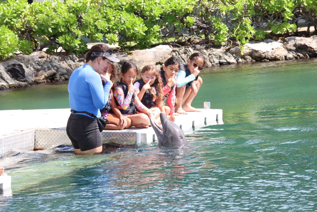 GirlScoutsHI's tweet photo. 🐬 Girl Scouts had a splash-tacular time at Dolphin Quest Oʻahu! 
Mahalo to Dolphin Quest for hosting such a fun and inspiring day! 💙

✨ Want your daughter to explore STEM and conservation? Learn more and join today: https://t.co/vQ4tRAOs1n

#GirlScoutsHI #DolphinQuest https://t.co/T5QxFvmTj2