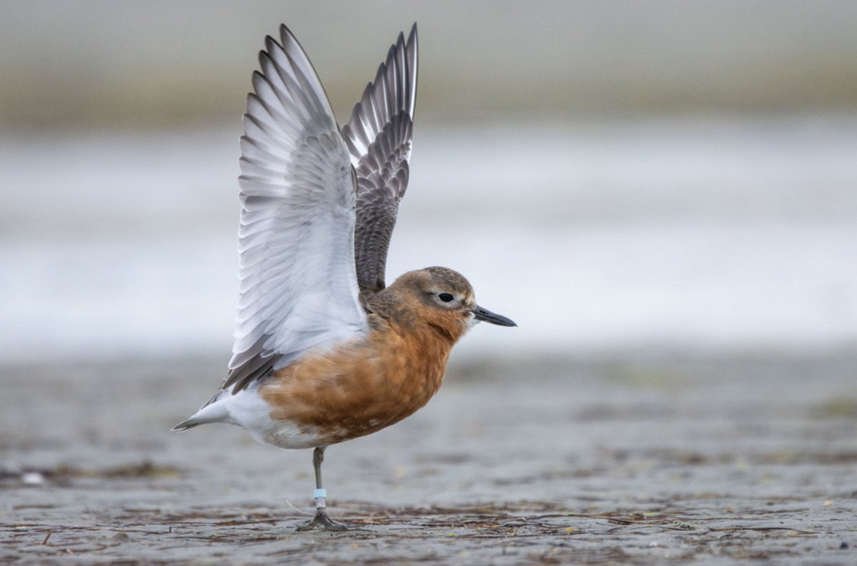 Forest_and_Bird's tweet photo. Good news from Rakiura! 🌿🐦

The world’s last pukunui southern dotterels are back on their nests – a sign of hope for one of New Zealand's rarest birds. 💚 

Feral cats, rats, hedgehogs and possums had pushed the pukunui southern dotterel to the brink of extinction, with just 105 birds counted in April. 😔 But a recent rapid-response aerial pest-control operation using biodegradable 1080 baits across 40,000 hectares have turned things around. 🙌

Photos snapped from over 300 remote trail cameras after the 1080 operation is living proof of the success of this operation: no feral cats or possums were seen but many kiwi were. Lots of other native species of plants, birds, bugs, and bats will also benefit by not being under attack from introduced predators.

If adjacent pest control trials prove successful, Rakiura could become the world’s largest predator-free inhabited island. Imagine kākāpō back in these forests, seabirds filling the night sky, and the abundance of native wildlife from centuries past returning.

This is what’s possible when we act fast – and work together – for nature. We hope the people of Rakiura and those that whakapapa there will celebrate in this success.

Is the pukunui southern dotterel the most endangered bird you’ve never heard of?

🎥 Learn more with this video about the fight to save pukunui on Rakiura Stewart Island https://t.co/TJlGUqQeVP ('Underbirds: The fight to save the Southern New Zealand Dotterel' by students at the University of Otago, 2024)

📸: Oscar Thomas via iNaturalist (CC BY-NC-ND)