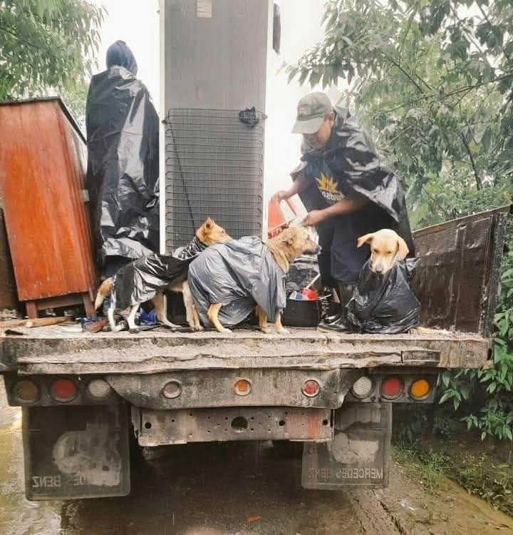 No los abandonen...
🐾🐾😥