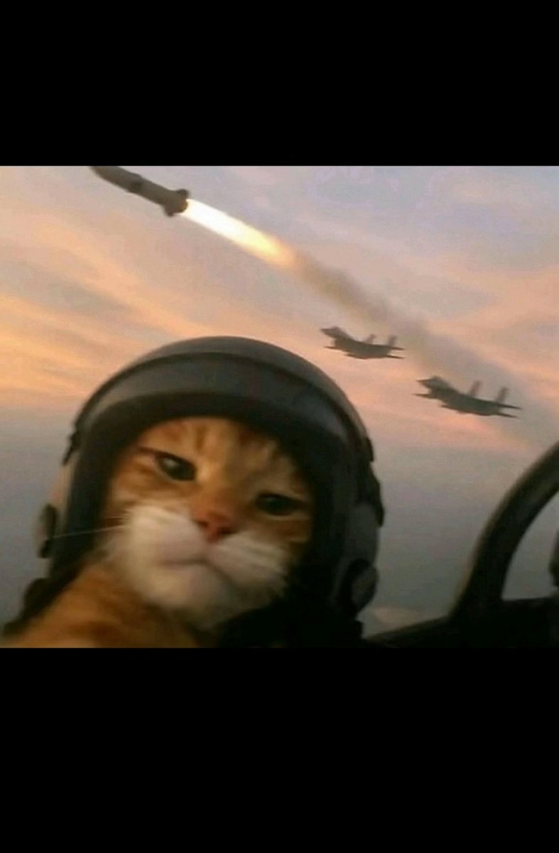 StardustCrusher's tweet photo. @Cyb4rAnG3L My cat send me this, so i put as a pfp https://t.co/ZWbZ6I8K6S