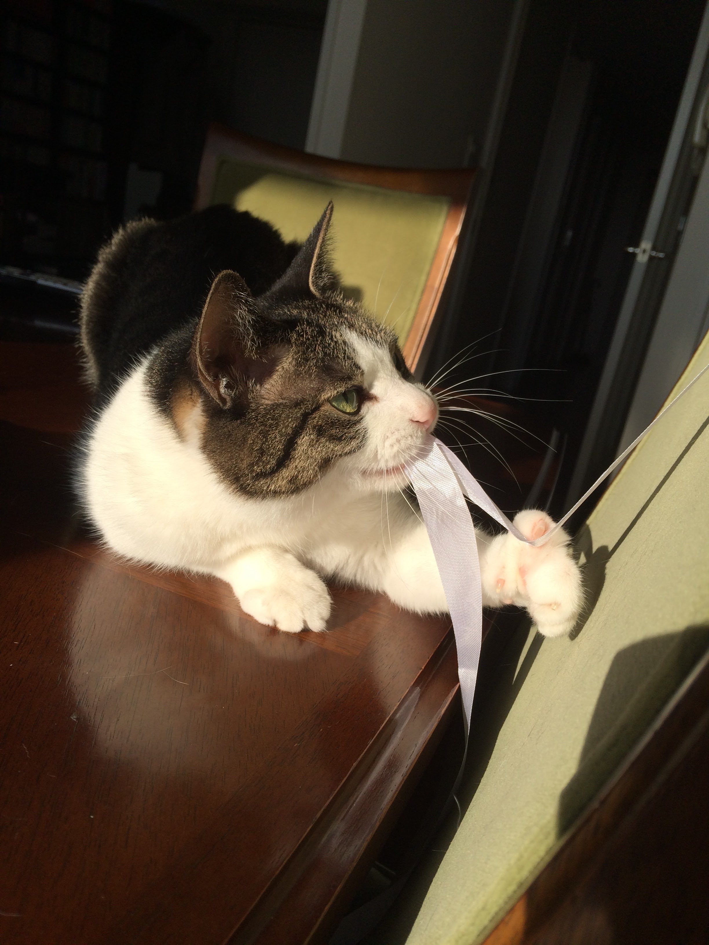 にゃぱねっと♂ on X: 