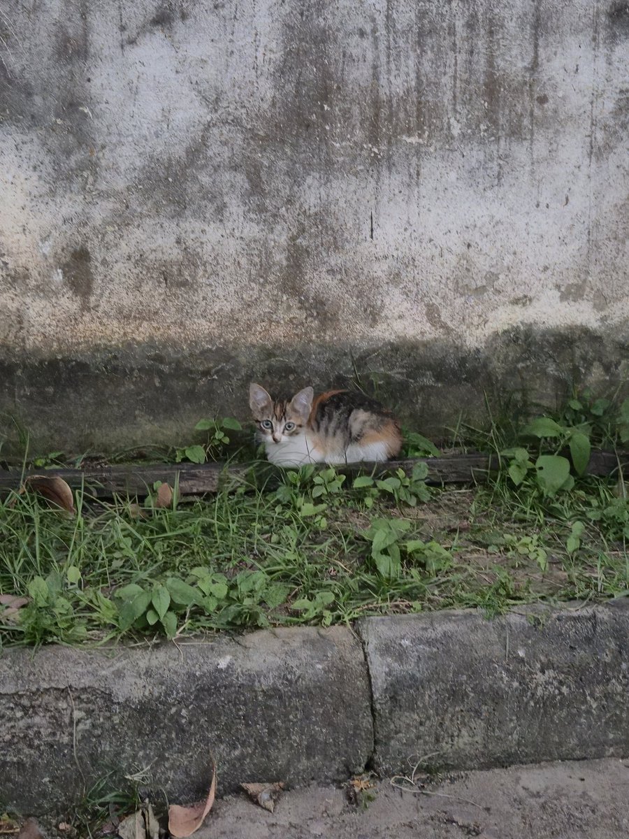 I want to adopt this cute thing