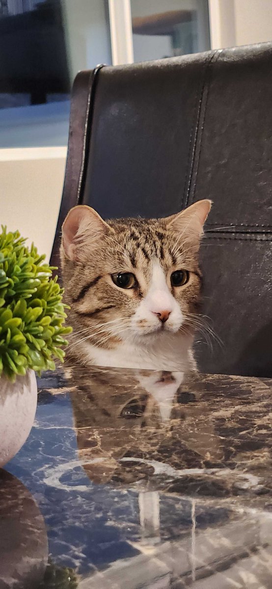 Kero: "Can I has treat?"
Me: "You already got one."
Kero: