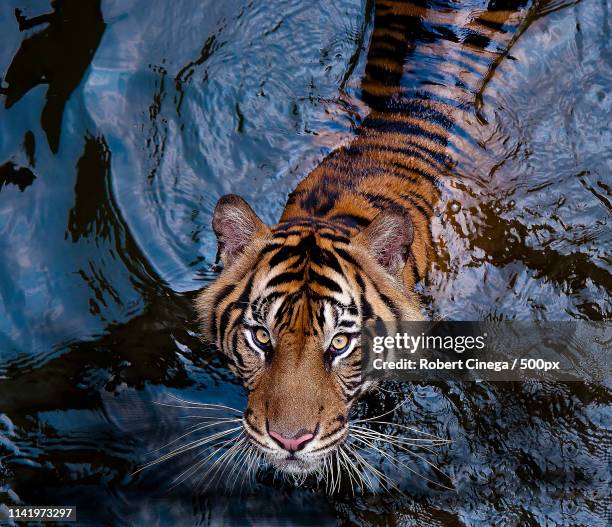 CSWONG18's tweet photo. Vision: Tiger swimming in water (6 Oct 25)
Big pool of liquidity is coming to BNBTIGER &amp; DefiTiger in coming days.

$BNBTigerInu CA: 0xf8584516b7d2c156c763c874d6813e06b57e4cb5
$0.0₁₁6133
MC:$3.6m

$DGT CA: 0xb1957bdba889686ebde631df970ece6a7571a1b6
$0.0₈3595
MC:$1.37m
NFA DYOR https://t.co/PFDrup4dQ8