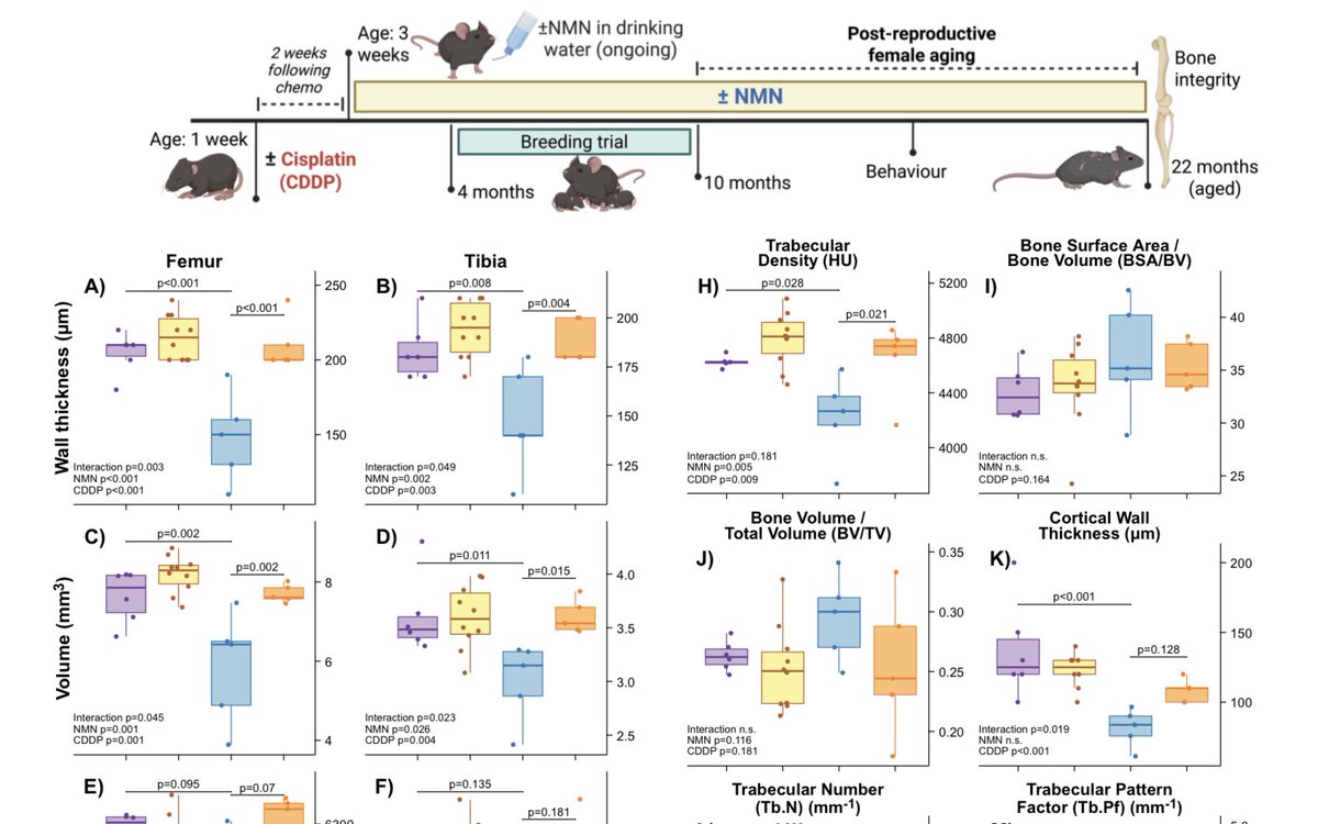Chemotherapy accelerated bone ageing is reversed by NMN 🐁🦴

“… we model this to show that early-life treatment with a single dose of the commonly used chemotherapy cisplatin profoundly impairs late-life bone health, and that these bone deficits are completely resolved through