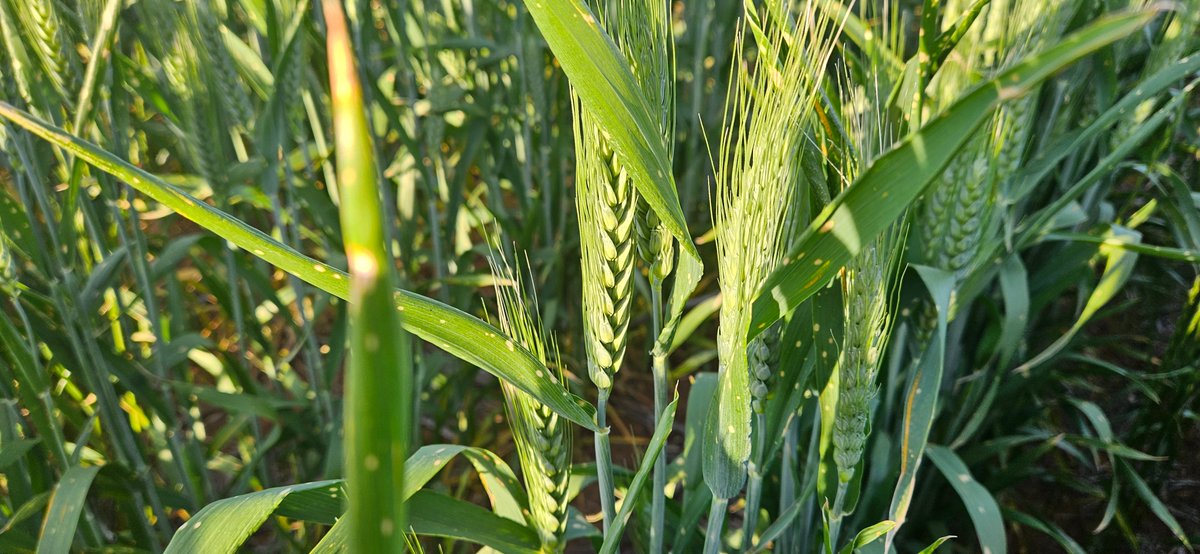 🚜 Day 2 of the GIAV Crop Tour, proudly sponsored by Riordans!
Our teams are back on the road, checking crops across the region. If you see us out and about, give us a wave! 👋
Following strict biosecurity protocols to protect every farm we visit. 🌾 #Riordangroup #GIAVCropTour