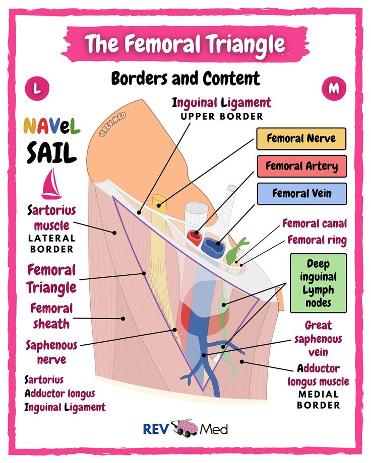 Femoral tringle