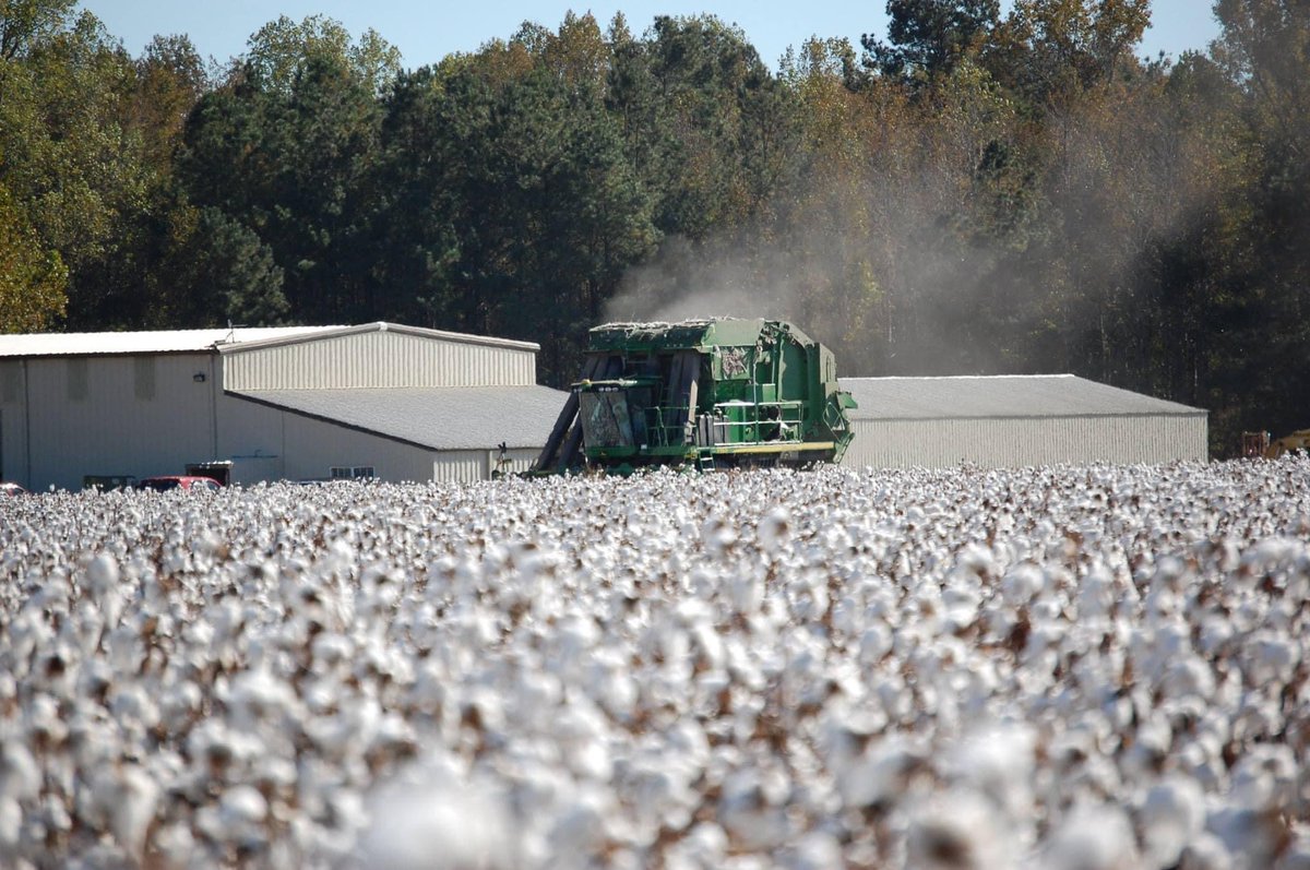 Halfway through October and harvest is underway across the Cotton Belt. 🚜 Share your harvest photos with us—we’d love to feature them!
#Harvest2025 #PhytoGenCotton
