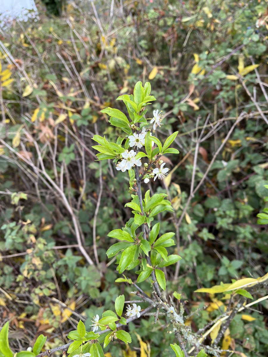 Spring in Autumn