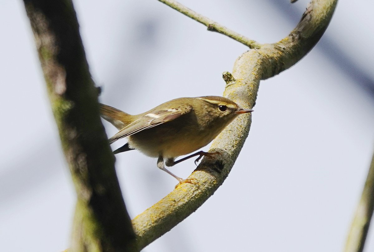 One of four Yellow-browed Warblers at #longnab today.
<a href="/nybirdnews/">NorthYorksBirdNews</a>
