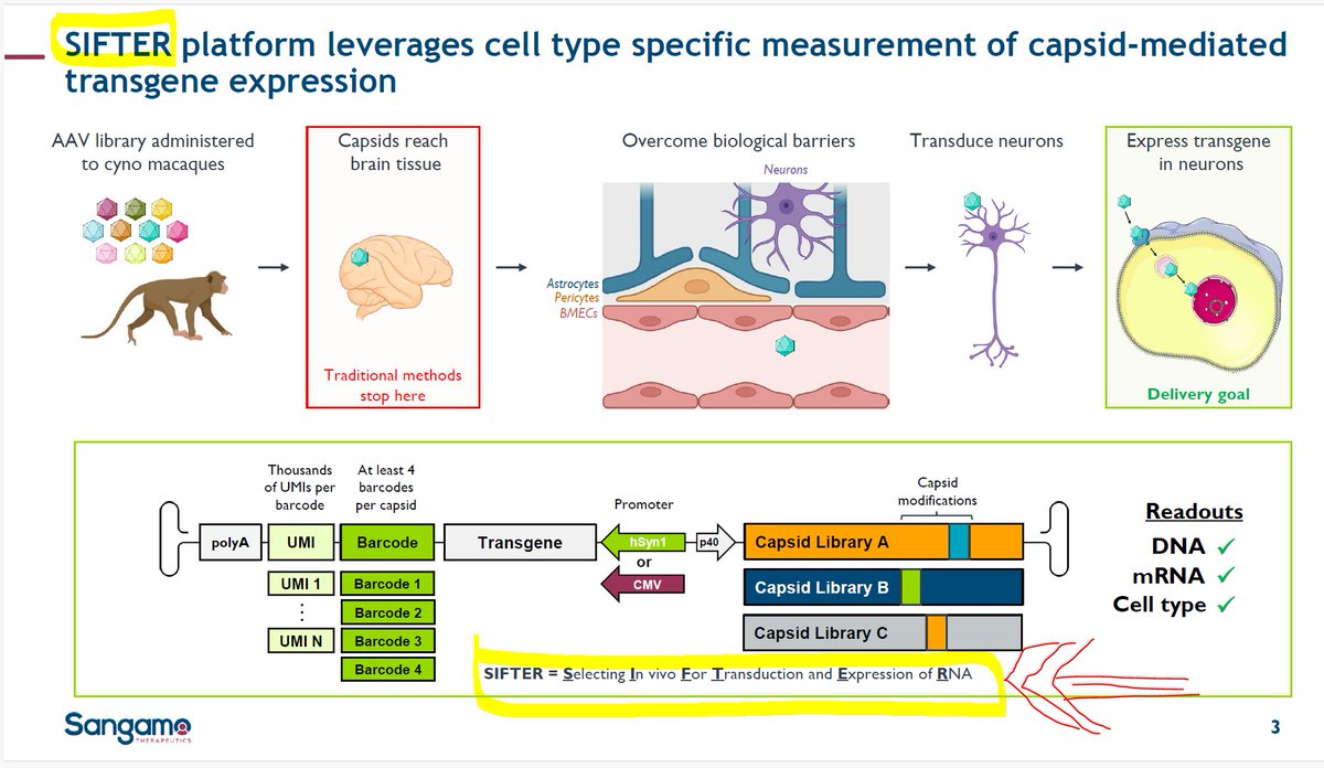ZinselmeyerB's tweet photo. @BiotechAnalysst @JungleJorge2 NO, $SGMO did not find it by AI but by #SIFTER, which in my opinion is far superior to an #AI approach, because you automatically know it works — it identifies targets after successful #BBB crossing.
AI, fine - perhaps to design & optimize #ZiFi - but this here is the real deal: https://t.co/Bbms48SVa4