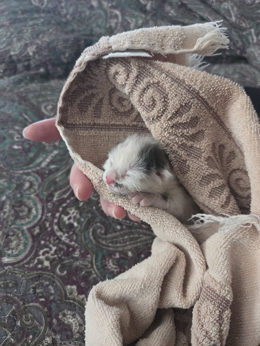 Tenrouken tweet media