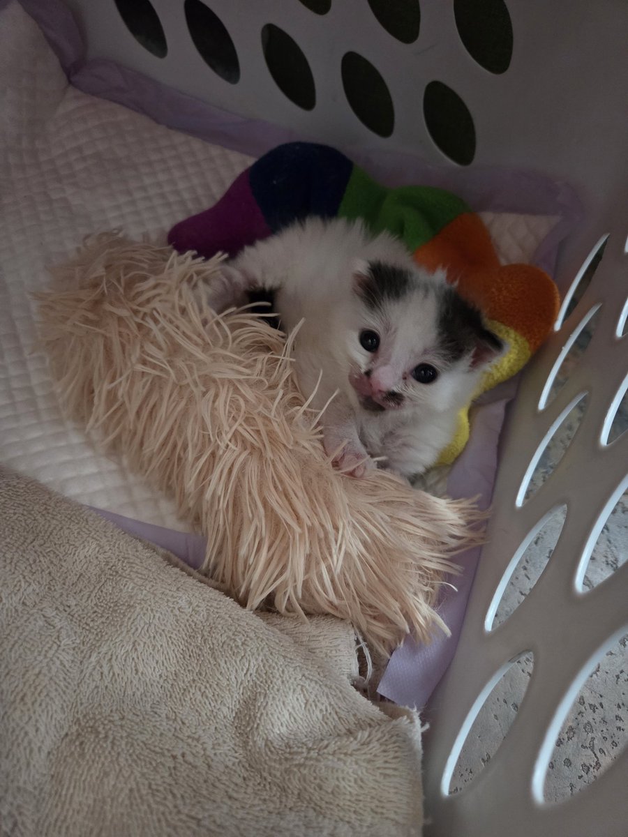 Tenrouken tweet media