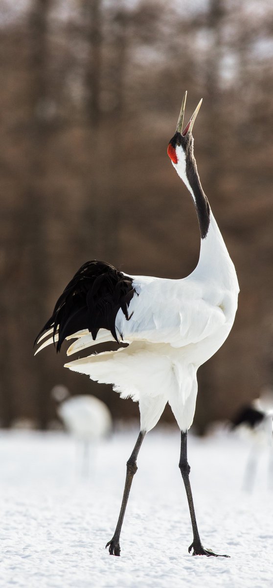 HelloKitty0xx's tweet photo. ❓Did you know Japanese cranes dance to express love and loyalty? 🕊️
These majestic birds mate for life and perform elegant rituals in the snow — a true symbol of devotion and longevity in Japanese culture.
#japan #amazingjapan #japanculture https://t.co/7UV1YWcqMt