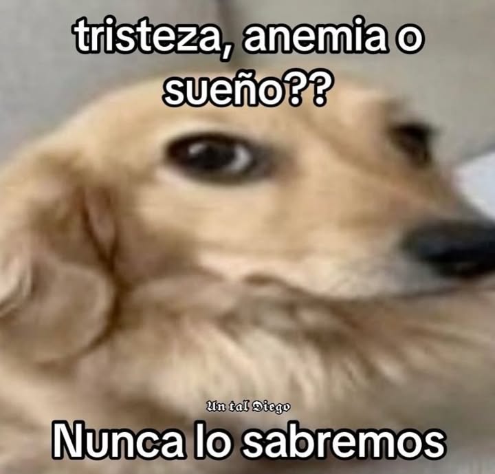 animalitos gorditos (@gordito_perrito) on Twitter photo 