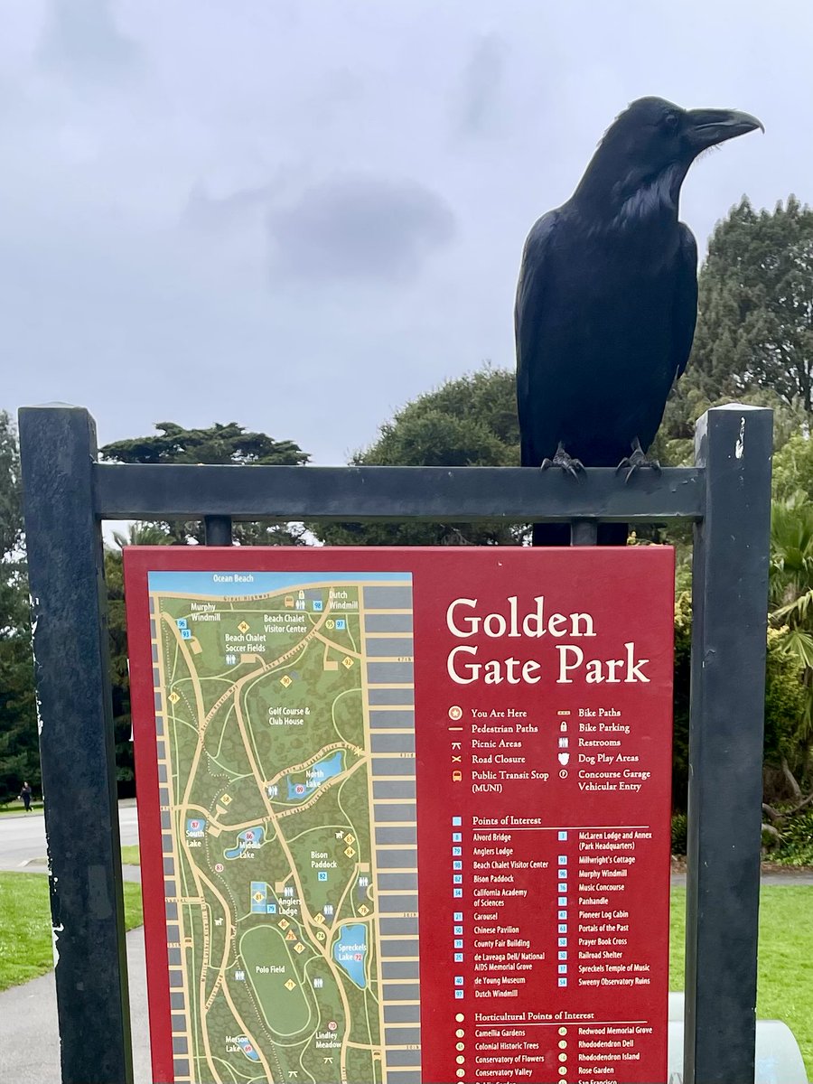 Softyland1's tweet photo. October in San Francisco 
#GoldenGatePark https://t.co/BylcXmPYRx