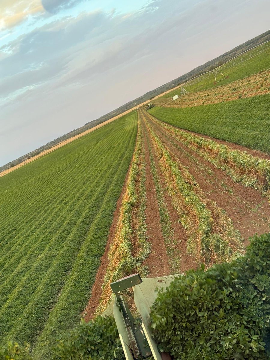 growingthegood's tweet photo. #IPG3628 #Spanish in the Texas Panhandle are showing excellent yield potential under the care of excellent farmers. #growingthegood https://t.co/npVPhkfU1H