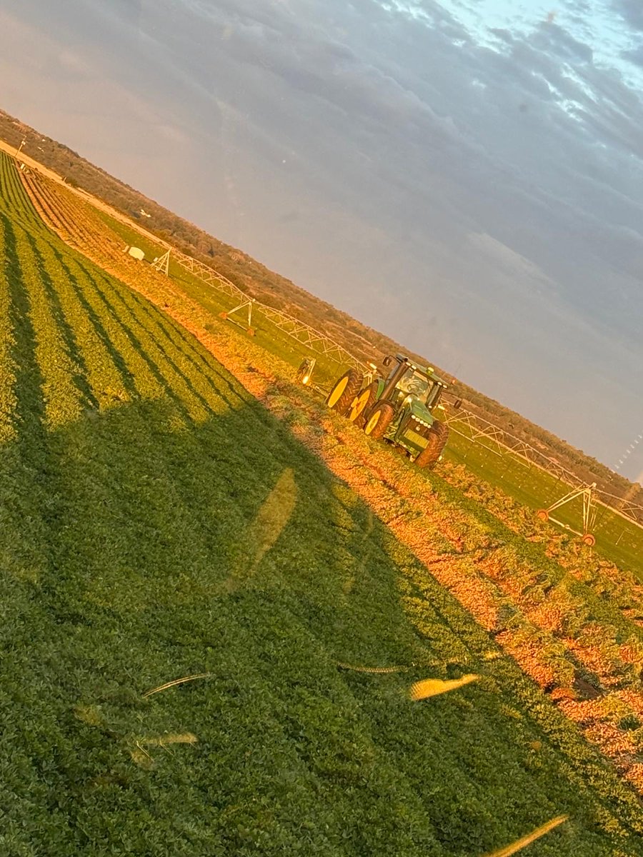 #IPG3628 #Spanish in the Texas Panhandle are showing excellent yield potential under the care of excellent farmers. #growingthegood