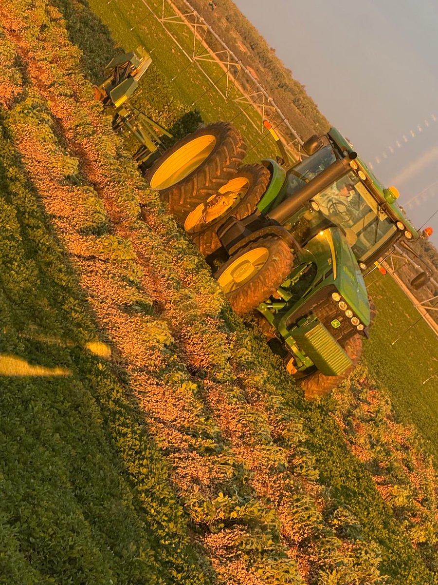 growingthegood's tweet photo. #IPG3628 #Spanish in the Texas Panhandle are showing excellent yield potential under the care of excellent farmers. #growingthegood https://t.co/npVPhkfU1H