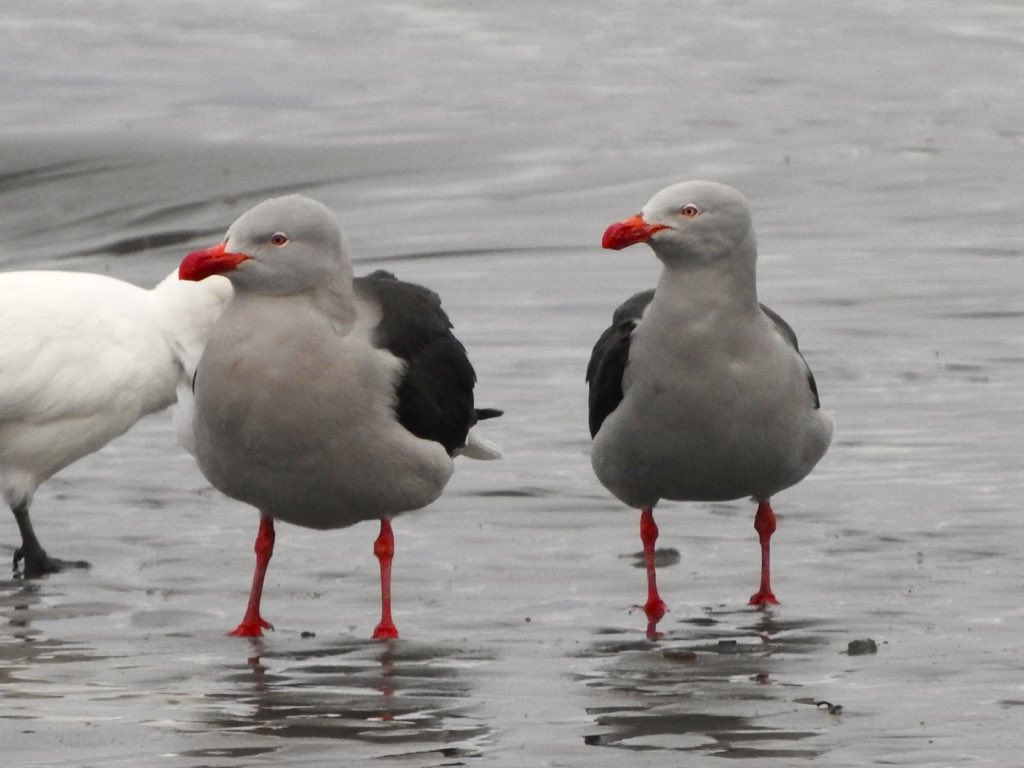 Acá las palomas son antárticas y las gaviotas grises