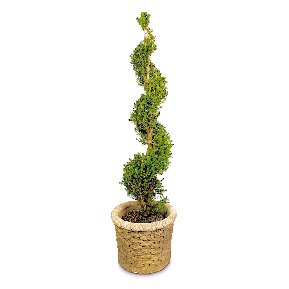 Container Holiday Trees? Perfect for Greeting Guests…GrownByYou
Visit your local garden store early and pick out a special tree to greet your guests when they knock or ring your doorbell this Christmas season.🌿
Our example is a spiral topiary of a dwarf, small-needled